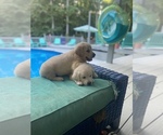Small Photo #3 Golden Retriever Puppy For Sale in PIEDMONT, SC, USA