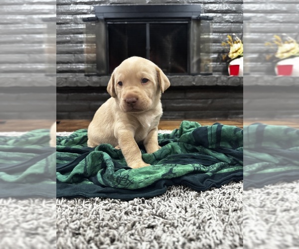 Medium Photo #1 Labrador Retriever Puppy For Sale in MESA, WA, USA