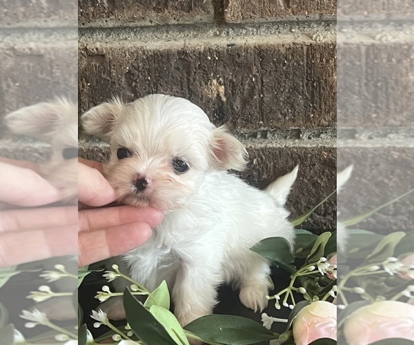 Medium Photo #2 Maltese Puppy For Sale in NILES, MI, USA
