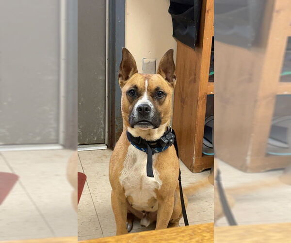 Medium Photo #3 Boxer-Unknown Mix Puppy For Sale in Prattville, AL, USA