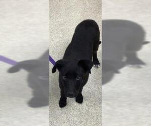 Labrador Retriever Dogs for adoption in Riverside, CA, USA