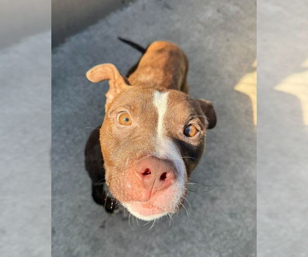 Medium Photo #3 American Pit Bull Terrier-Unknown Mix Puppy For Sale in Crete, IL, USA