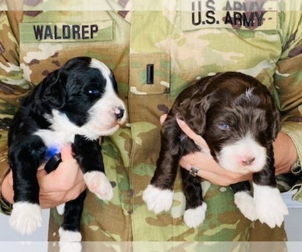 Medium Photo #2 Aussiedoodle Miniature -Poodle (Miniature) Mix Puppy For Sale in GUNTERSVILLE, AL, USA