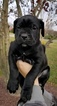 Small Photo #1 Cane Corso Puppy For Sale in BEAR, DE, USA
