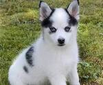Small Photo #5 Pomsky Puppy For Sale in RAYMOND, WA, USA