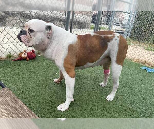 Medium Photo #4 American Bulldog Puppy For Sale in New York, NY, USA