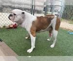 Small #3 American Bulldog