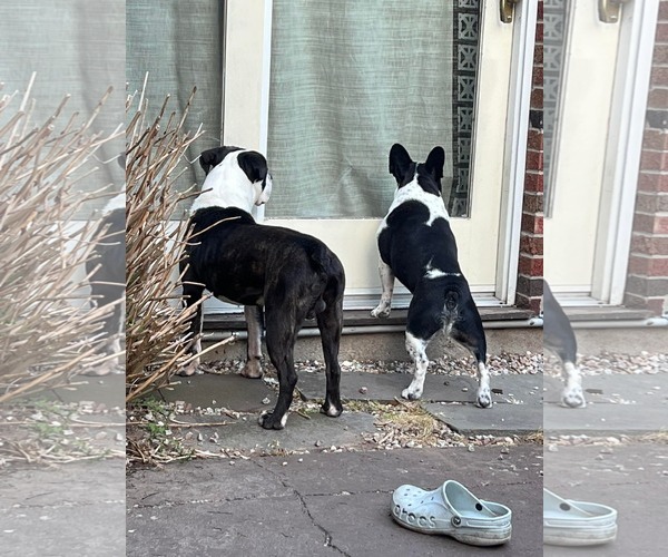 Medium Photo #5 Bulloxer Puppy For Sale in Lockport, NY, USA