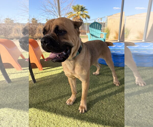 Medium Photo #1 Mutt Puppy For Sale in Goodyear, AZ, USA