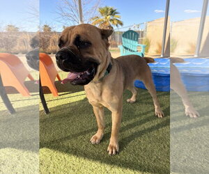 Mutt Dogs for adoption in Goodyear, AZ, USA