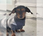 Small Dachshund