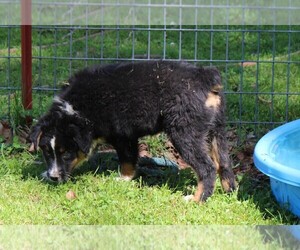 Australian Shepherd Puppy for sale in KANSAS, OK, USA