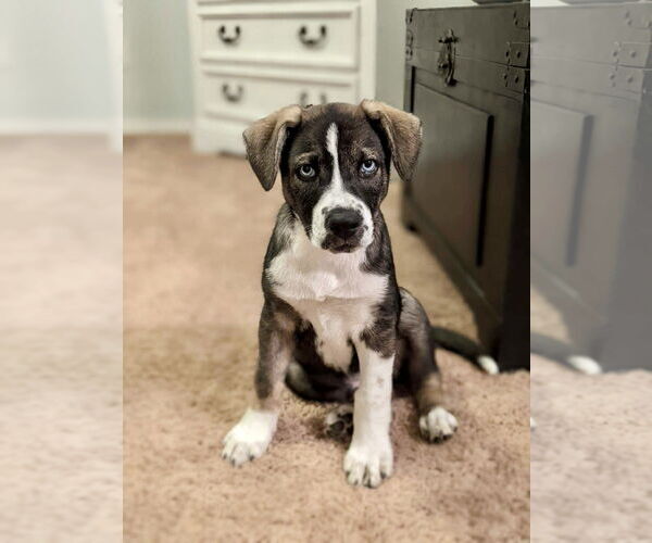 Medium Photo #5 Siberian Husky-Unknown Mix Puppy For Sale in Cedar Crest, NM, USA