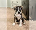 Small #4 Siberian Husky Mix
