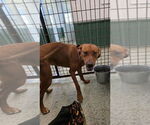 Small #5 Redbone Coonhound Mix