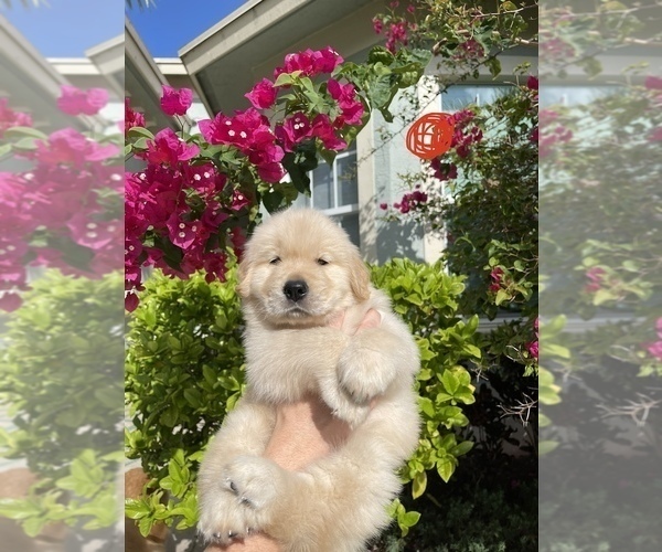 Medium Photo #7 Golden Retriever Puppy For Sale in WEST PALM BEACH, FL, USA