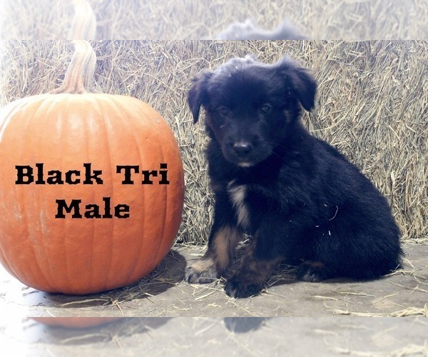 Medium Photo #1 Australian Shepherd Puppy For Sale in CLARKSVILLE, TX, USA