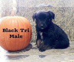 Puppy 6 Black Tri Mal Australian Shepherd
