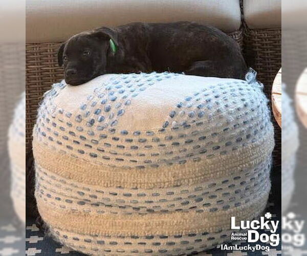 Medium Photo #4 Labrador Retriever-Unknown Mix Puppy For Sale in Washington, DC, USA