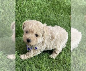 Poodle (Toy) Puppy for sale in ALEXANDRIA, VA, USA