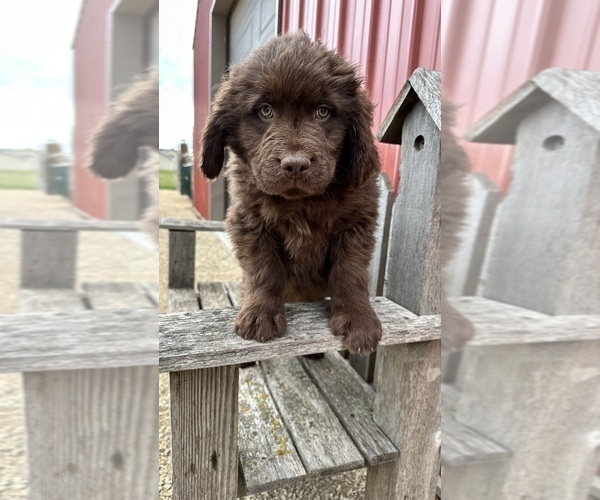 Medium Photo #5 Newfoundland Puppy For Sale in NEW HARTFORD, IA, USA