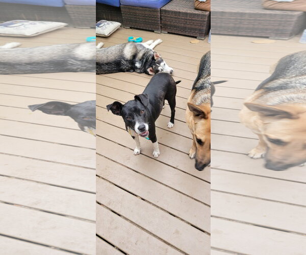 Medium Photo #2 Mutt Puppy For Sale in Sandy, UT, USA