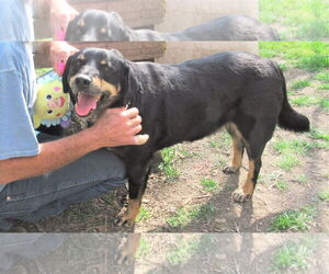 Jed - Male Labrottie Dog for Adoption - Photo #3