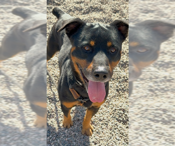 Medium Photo #20 Rottweiler Puppy For Sale in Gilbert, AZ, USA