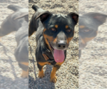 Small #19 Rottweiler