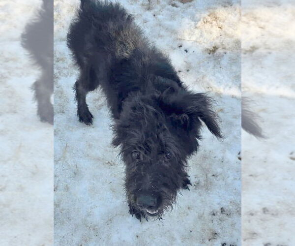 Medium Photo #1 Labradoodle Puppy For Sale in Minneapolis, MN, USA