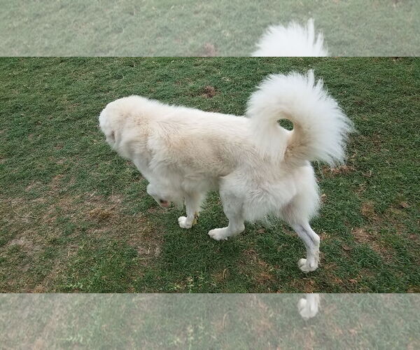 Medium Photo #8 Great Pyrenees-Unknown Mix Puppy For Sale in Houston, TX, USA