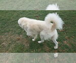 Small #7 Great Pyrenees Mix