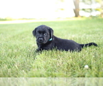 Small Photo #4 Labrador Retriever Puppy For Sale in FRYTOWN, IA, USA