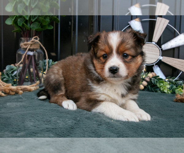 Medium Photo #5 Shel-Aussie Puppy For Sale in HILLSBORO, OH, USA