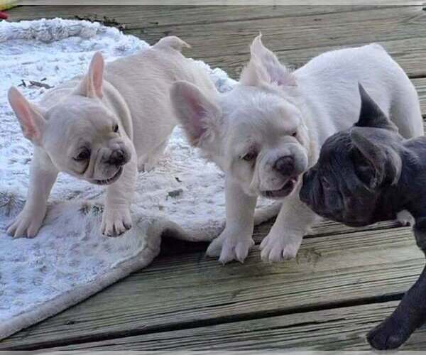 Medium Photo #4 French Bulldog Puppy For Sale in BOSTON, KY, USA