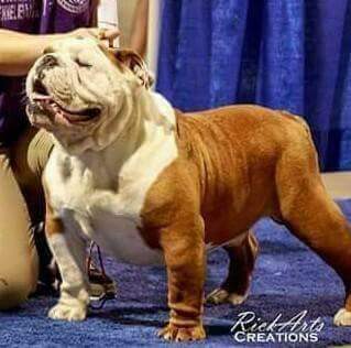 Medium Photo #1 English Bulldogge Puppy For Sale in CLIO, MI, USA