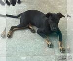 Small Photo #4 Labrador Retriever-Unknown Mix Puppy For Sale in Washington, DC, USA