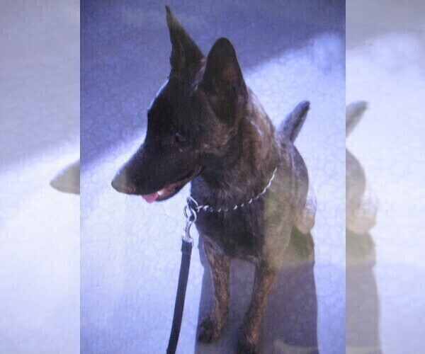 Medium Photo #1 Dutch Shepherd Dog Puppy For Sale in TUCSON, AZ, USA