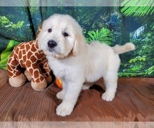 Medium Photo #6 Goldendoodle-Poodle (Standard) Mix Puppy For Sale in PEYTON, CO, USA