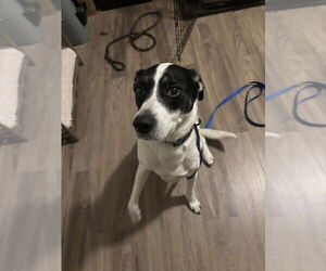 Border Collie-Unknown Mix Dogs for adoption in Aurora, IN, USA