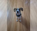 Small #3 Mutt