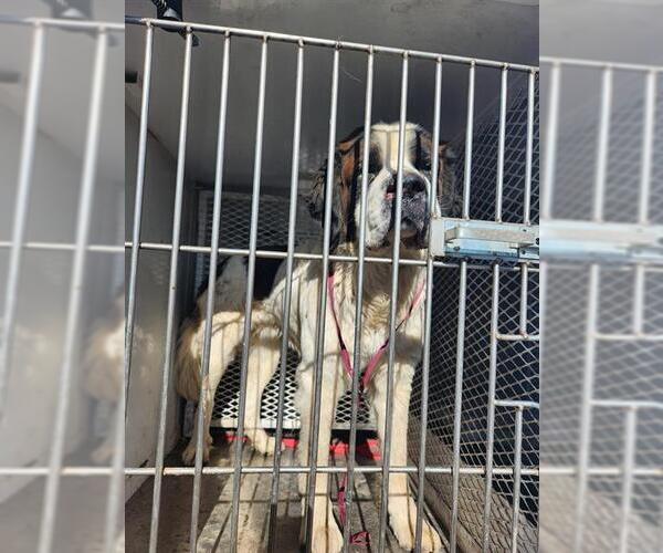 Medium Photo #1 Saint Bernard Puppy For Sale in Bakersfield, CA, USA