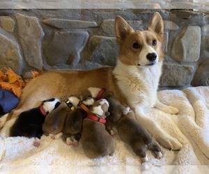 Mother of the Pembroke Welsh Corgi puppies born on 06/19/2022