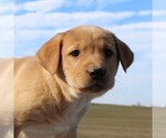 Small Photo #4 Labrador Retriever Puppy For Sale in HAGERSTOWN, MD, USA