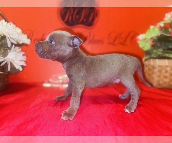 Medium Photo #2 American Pit Bull Terrier Puppy For Sale in TRENTON, NJ, USA