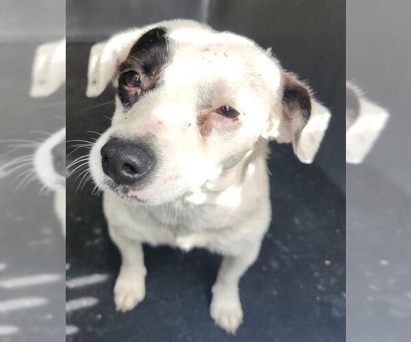 Medium Photo #1 Chihuahua-Unknown Mix Puppy For Sale in San Antonio, TX, USA