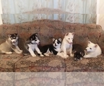 Small Photo #9 German Shepherd Dog-Siberian Husky Mix Puppy For Sale in SAINT MARYS, KS, USA