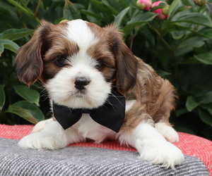 Cava-Tzu Puppy for Sale in THORP, Wisconsin USA