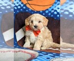 Small Photo #2 Maltipoo Puppy For Sale in ATGLEN, PA, USA