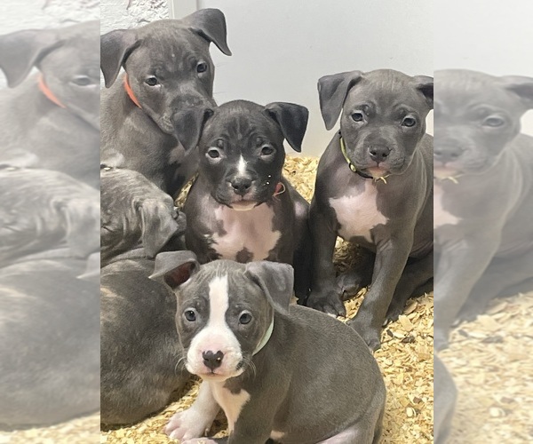 Medium Photo #16 American Bully Puppy For Sale in NAUGATUCK, CT, USA